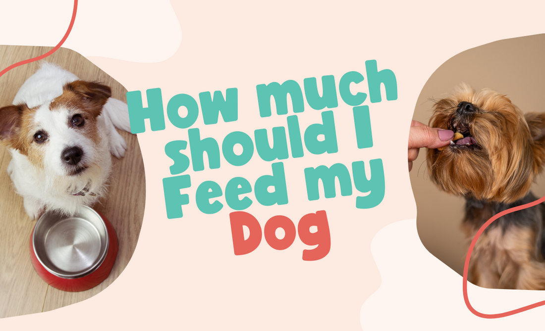 How much should I feed my Dog?